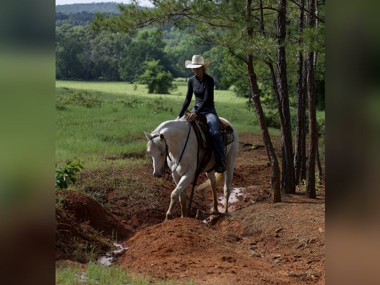 American Quarter Horse Wallach 7 Jahre 152 cm Schimmel in Lufkin