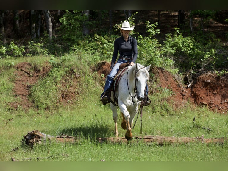 American Quarter Horse Wallach 7 Jahre 152 cm Schimmel in Lufkin