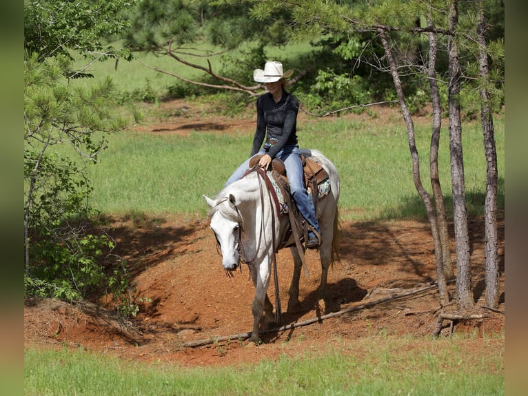 American Quarter Horse Wallach 7 Jahre 152 cm Schimmel in Lufkin