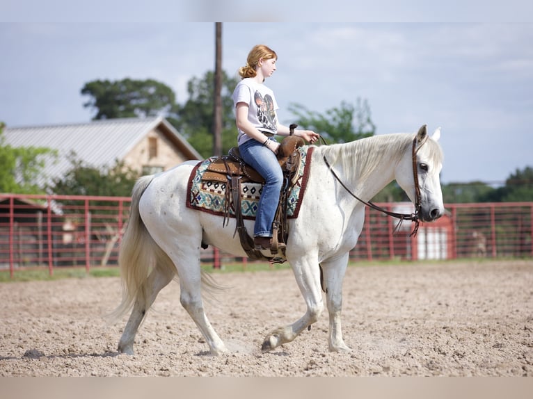 American Quarter Horse Wallach 7 Jahre 152 cm Schimmel in Lufkin