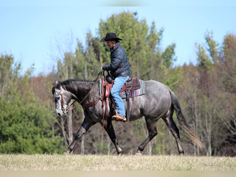 American Quarter Horse Wallach 7 Jahre 152 cm Schimmel in Clarion