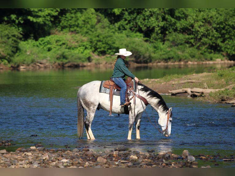 American Quarter Horse Wallach 7 Jahre 152 cm Schimmel in Clarion