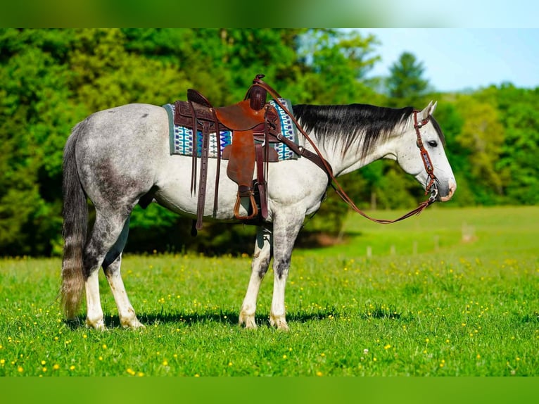 American Quarter Horse Wallach 7 Jahre 152 cm Schimmel in Clarion