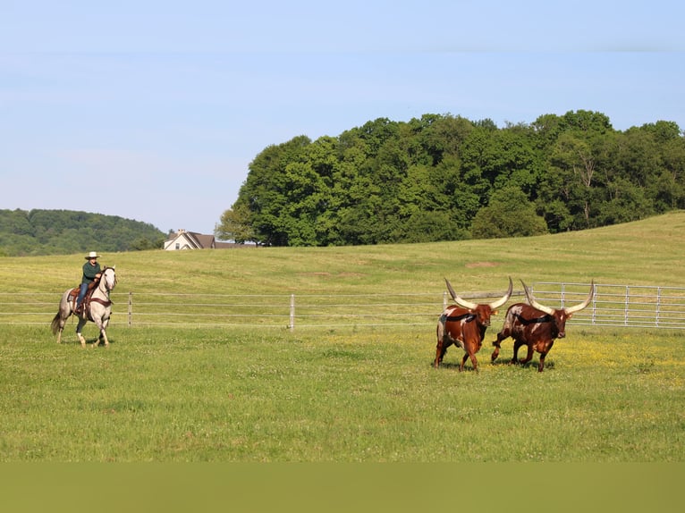 American Quarter Horse Wallach 7 Jahre 152 cm Schimmel in Clarion
