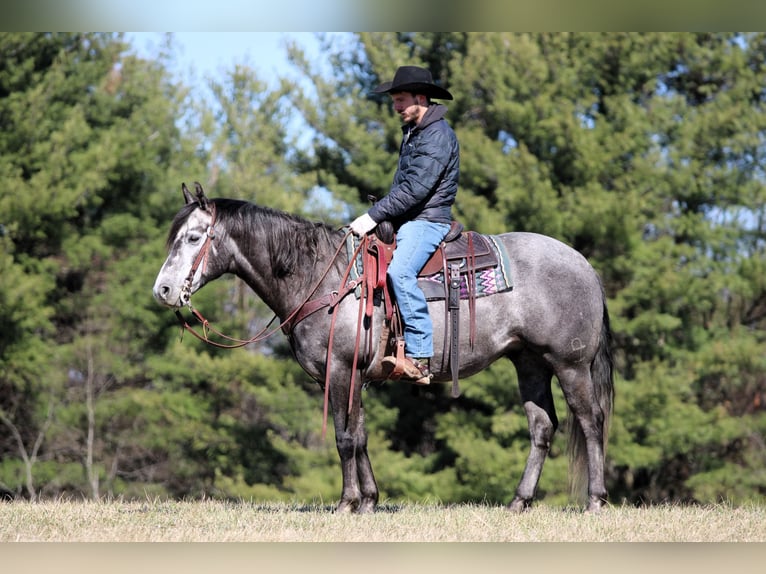 American Quarter Horse Wallach 7 Jahre 152 cm Schimmel in Clarion