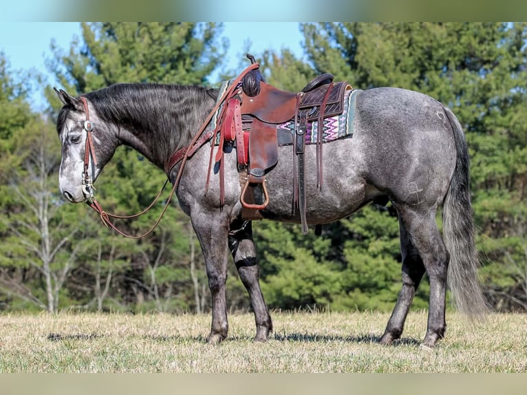 American Quarter Horse Wallach 7 Jahre 152 cm Schimmel in Clarion
