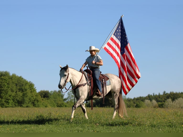 American Quarter Horse Wallach 7 Jahre 152 cm Schimmel in Clarion