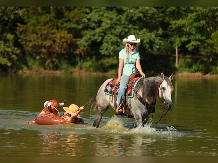 American Quarter Horse Wallach 7 Jahre 152 cm Schimmel in Clinton, AR