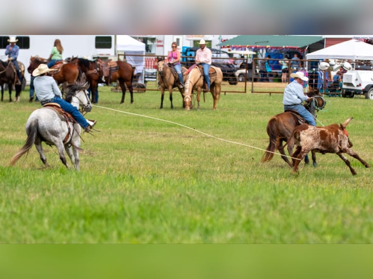 American Quarter Horse Wallach 7 Jahre 152 cm Schimmel in Clinton, AR