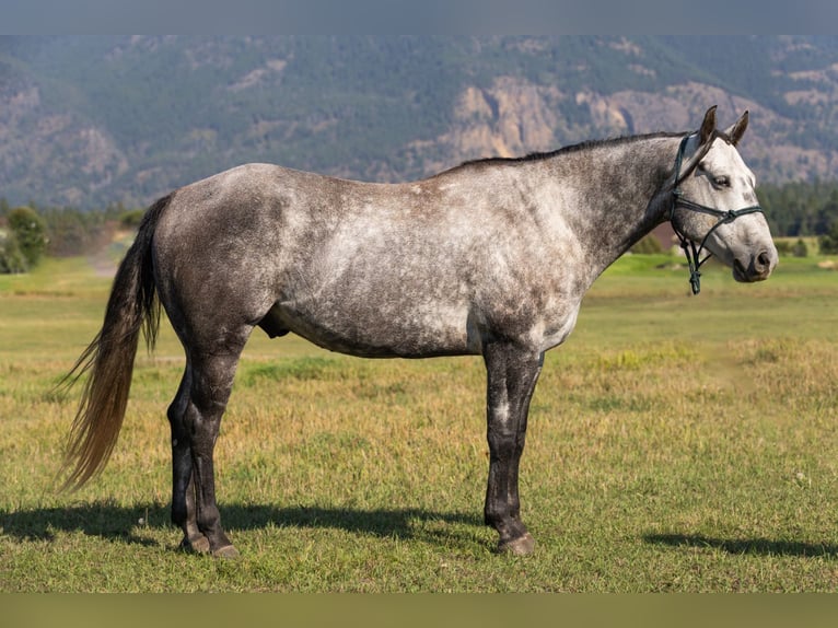 American Quarter Horse Wallach 7 Jahre 152 cm Schimmel in Columbia Falls
