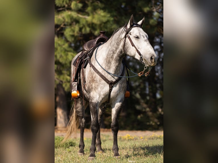American Quarter Horse Wallach 7 Jahre 152 cm Schimmel in Columbia Falls