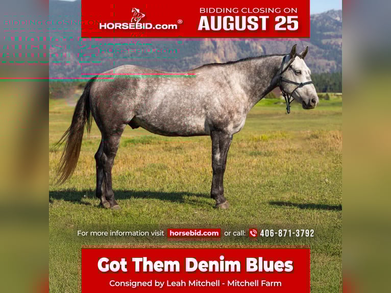 American Quarter Horse Wallach 7 Jahre 152 cm Schimmel in Columbia Falls