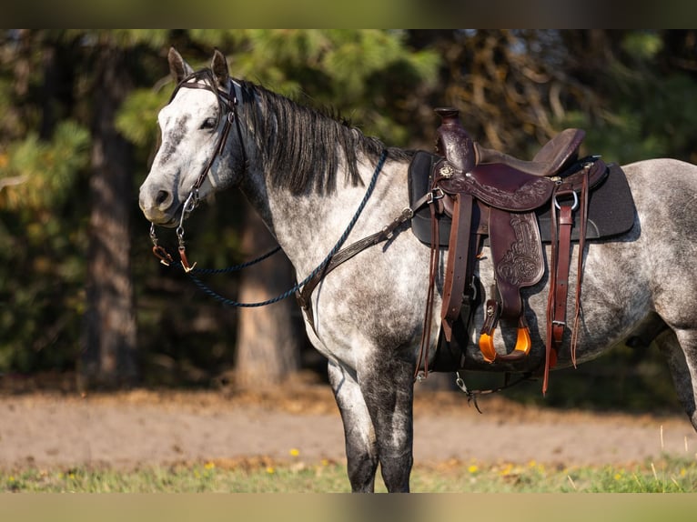 American Quarter Horse Wallach 7 Jahre 152 cm Schimmel in Columbia Falls