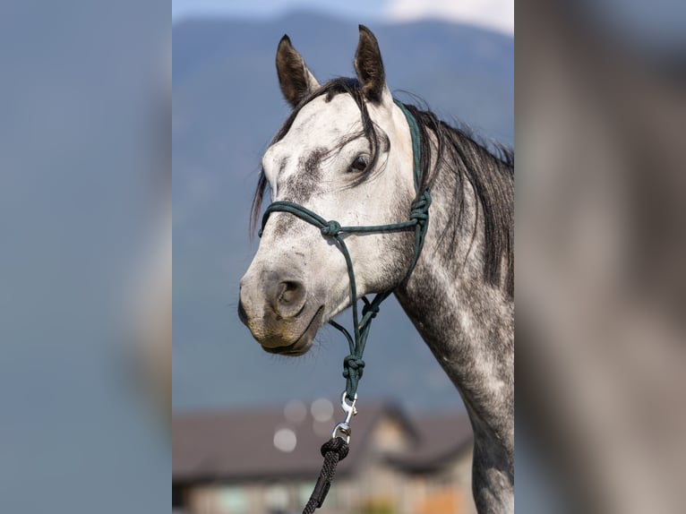 American Quarter Horse Wallach 7 Jahre 152 cm Schimmel in Columbia Falls