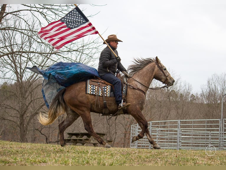 American Quarter Horse Wallach 7 Jahre 152 cm Schimmel in Moutain Grove MO