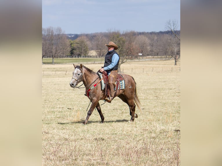 American Quarter Horse Wallach 7 Jahre 152 cm Schimmel in Moutain Grove MO
