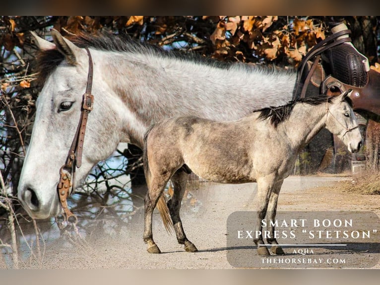 American Quarter Horse Wallach 7 Jahre 152 cm Schimmel in Peggs, OK