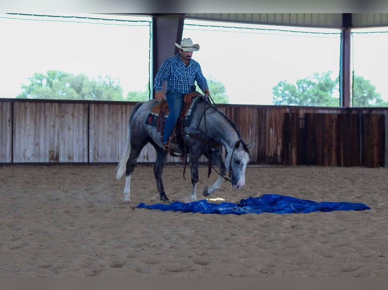American Quarter Horse Wallach 7 Jahre 152 cm Schimmel in Stephenville TX