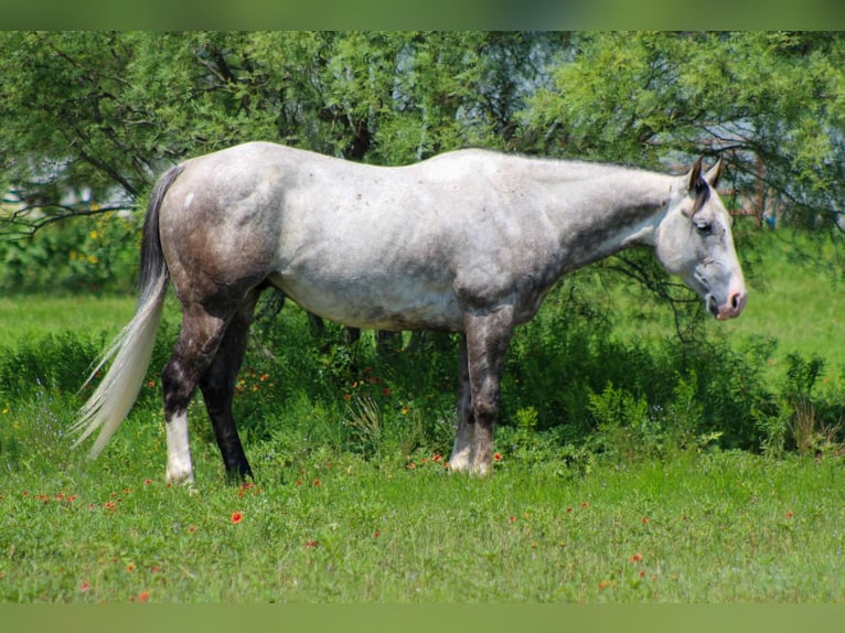 American Quarter Horse Wallach 7 Jahre 152 cm Schimmel in Stephenville TX