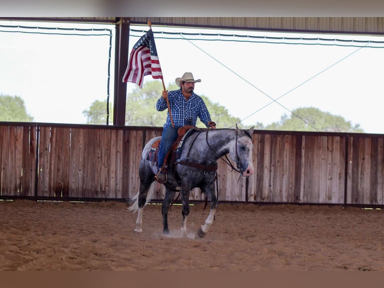 American Quarter Horse Wallach 7 Jahre 152 cm Schimmel in Stephenville TX