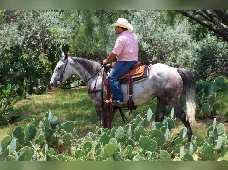 American Quarter Horse Wallach 7 Jahre 152 cm Schimmel in Stephenville TX