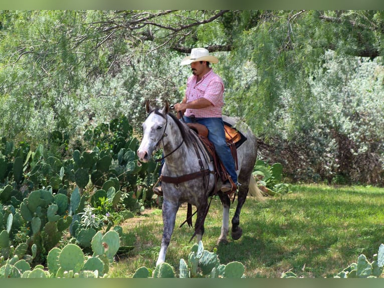 American Quarter Horse Wallach 7 Jahre 152 cm Schimmel in Stephenville TX
