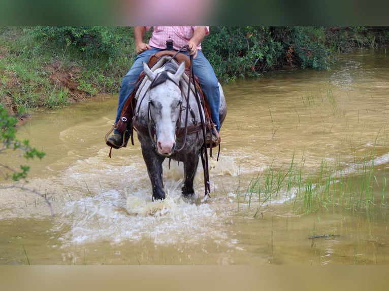 American Quarter Horse Wallach 7 Jahre 152 cm Schimmel in Stephenville TX