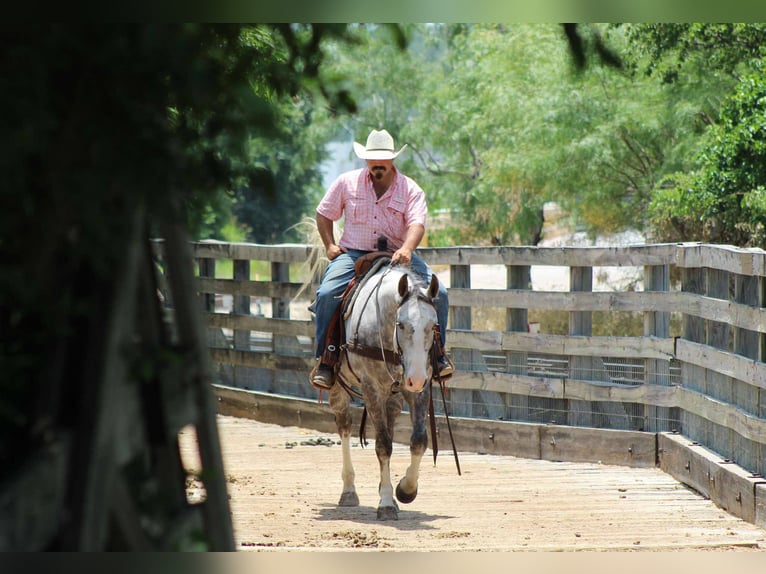 American Quarter Horse Wallach 7 Jahre 152 cm Schimmel in Stephenville TX