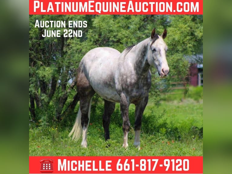 American Quarter Horse Wallach 7 Jahre 152 cm Schimmel in Stephenville TX