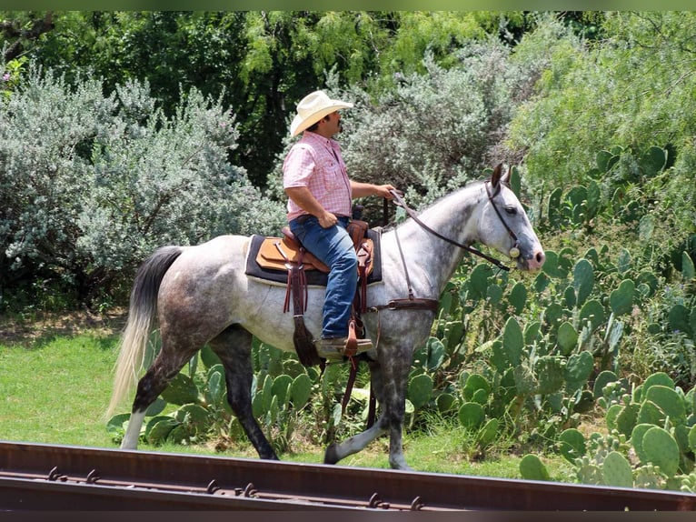 American Quarter Horse Wallach 7 Jahre 152 cm Schimmel in Stephenville TX