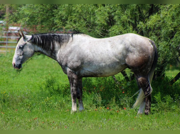 American Quarter Horse Wallach 7 Jahre 152 cm Schimmel in Stephenville TX