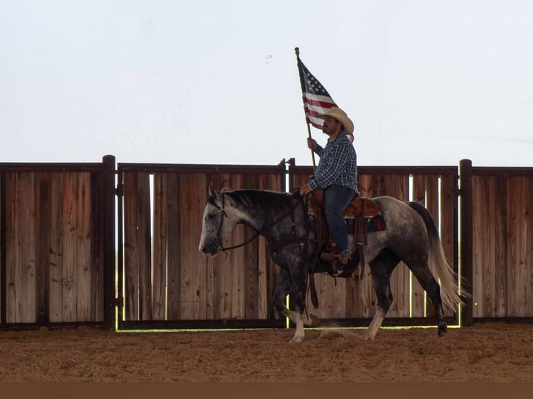American Quarter Horse Wallach 7 Jahre 152 cm Schimmel in Stephenville TX