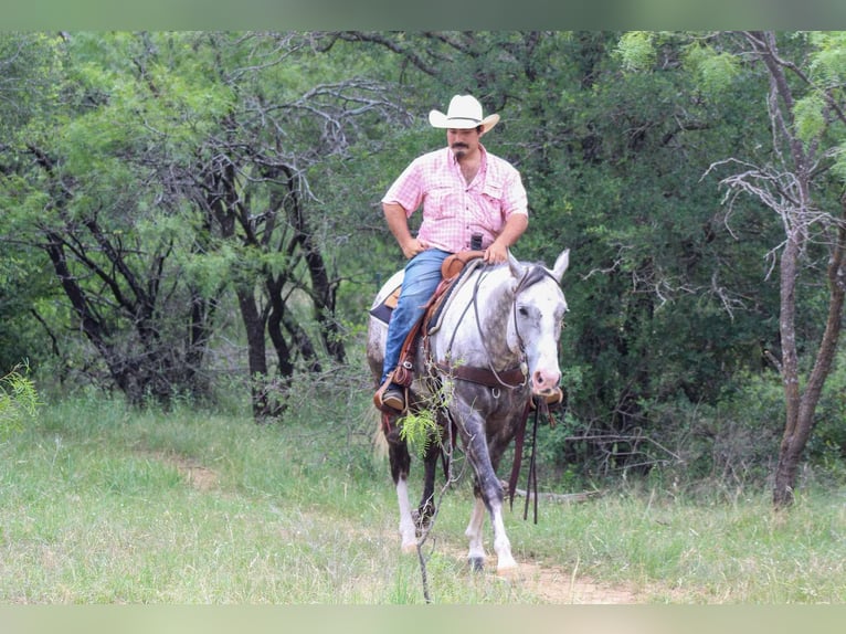 American Quarter Horse Wallach 7 Jahre 152 cm Schimmel in Stephenville TX