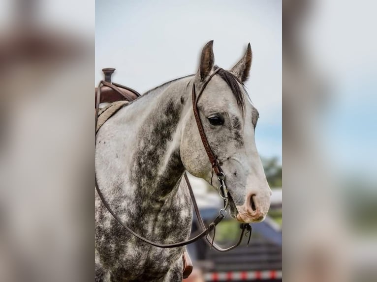American Quarter Horse Wallach 7 Jahre 152 cm Schimmel in Stephenville TX