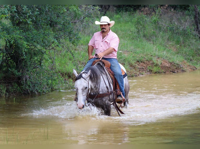 American Quarter Horse Wallach 7 Jahre 152 cm Schimmel in Stephenville TX