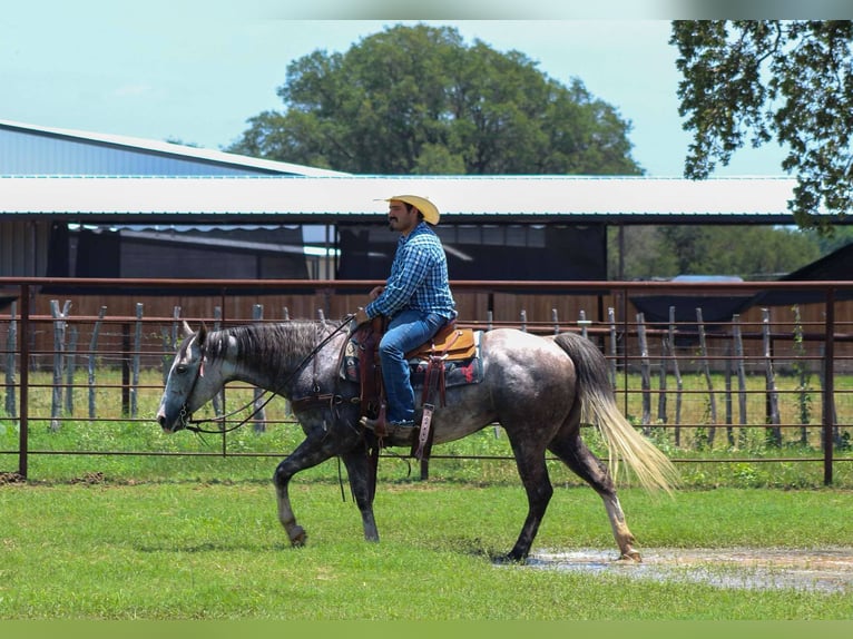 American Quarter Horse Wallach 7 Jahre 152 cm Schimmel in Stephenville TX