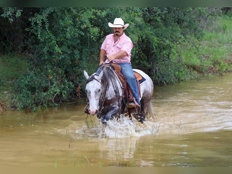 American Quarter Horse Wallach 7 Jahre 152 cm Schimmel in Stephenville TX