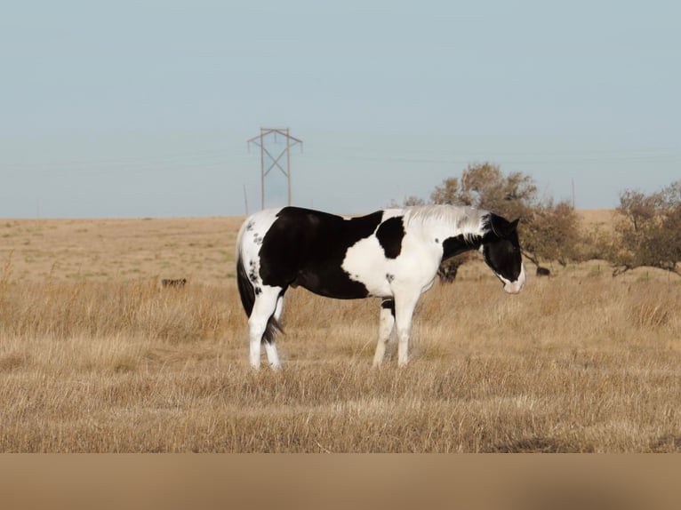 American Quarter Horse Wallach 7 Jahre 152 cm Tobiano-alle-Farben in Amarillo TX