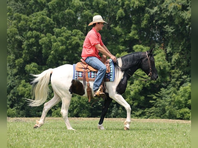 American Quarter Horse Wallach 7 Jahre 152 cm Tobiano-alle-Farben in Somerset KY