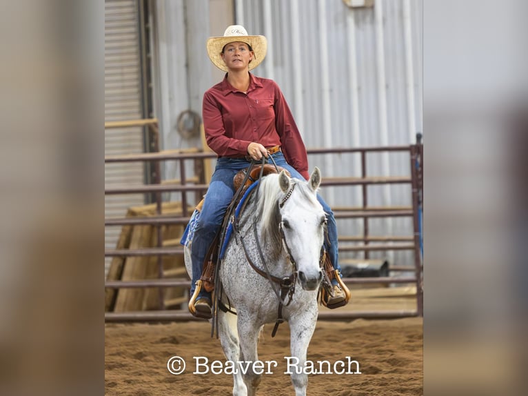 American Quarter Horse Wallach 7 Jahre 152 cm in Mountain Grove MO