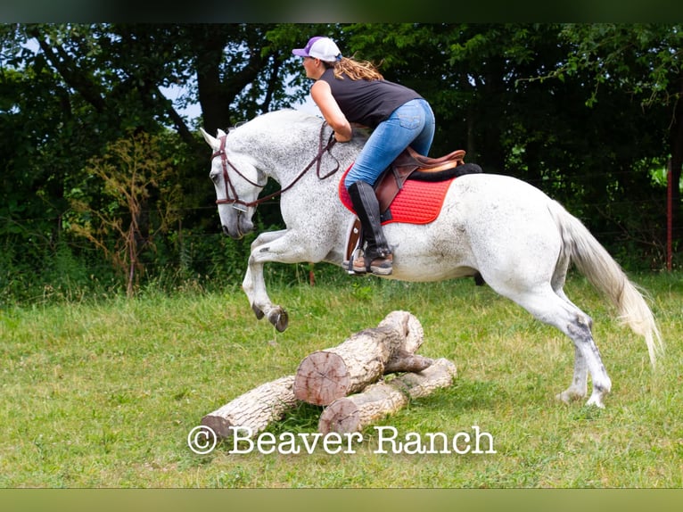 American Quarter Horse Wallach 7 Jahre 152 cm in Mountain Grove MO
