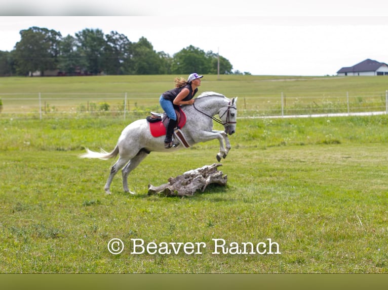 American Quarter Horse Wallach 7 Jahre 152 cm in Mountain Grove MO