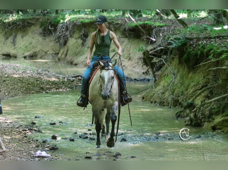 American Quarter Horse Wallach 7 Jahre 152 cm in Clover, SC