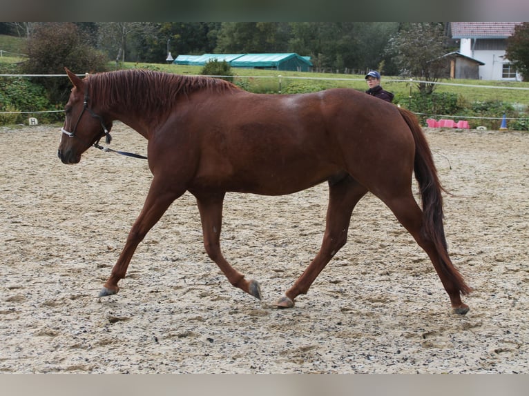 American Quarter Horse Wallach 7 Jahre 153 cm Fuchs in Buchenberg