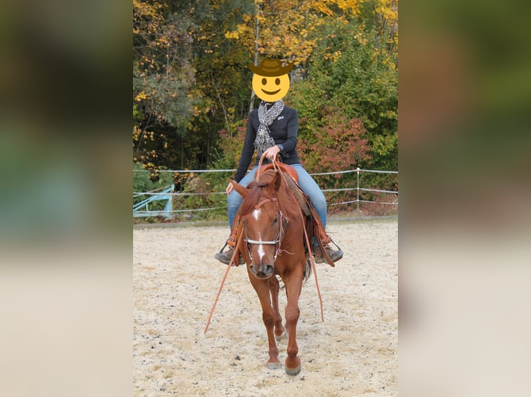 American Quarter Horse Wallach 7 Jahre 153 cm Fuchs in Buchenberg