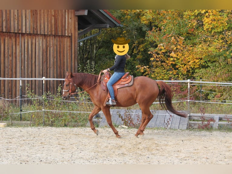 American Quarter Horse Wallach 7 Jahre 153 cm Fuchs in Buchenberg