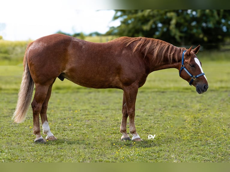 American Quarter Horse Wallach 7 Jahre 153 cm Fuchs in Büttelborn