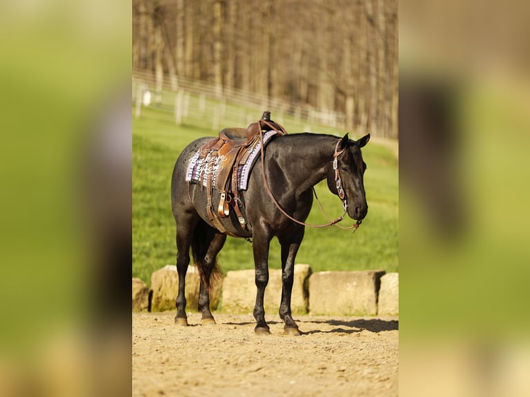 American Quarter Horse Wallach 7 Jahre 153 cm Roan-Blue in Millersburg