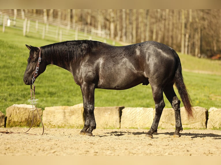 American Quarter Horse Wallach 7 Jahre 153 cm Roan-Blue in Millersburg
