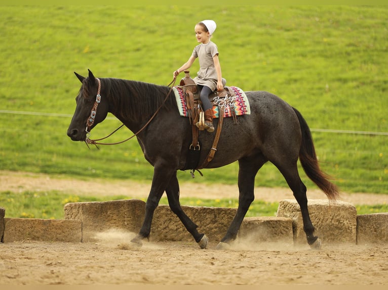 American Quarter Horse Wallach 7 Jahre 153 cm Roan-Blue in Millersburg